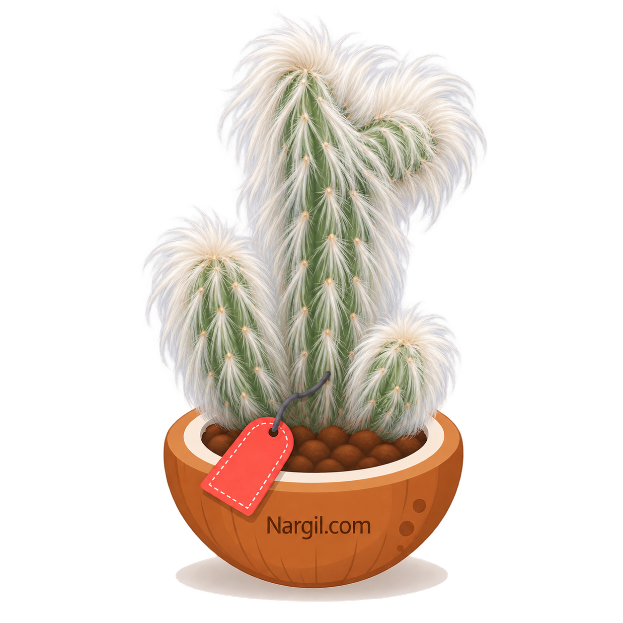 Nargil_Cephalocereus Senilis